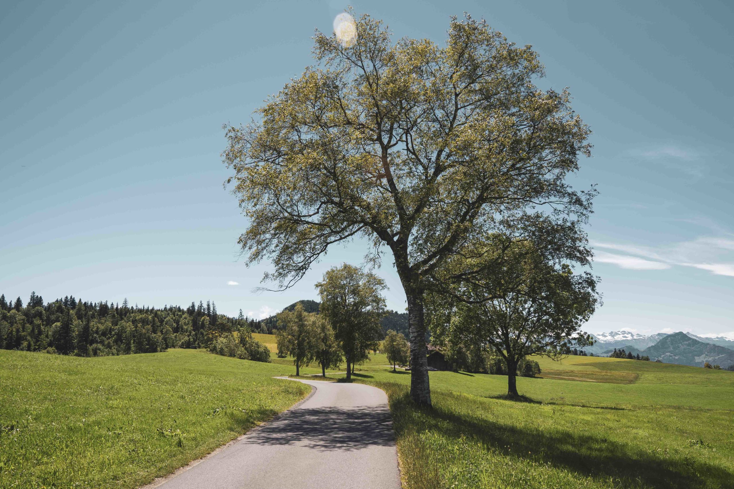 Baum