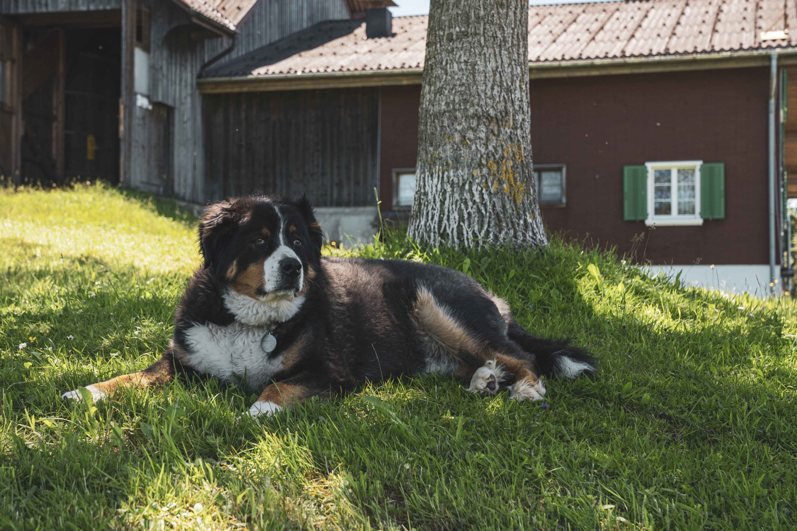 Hund
