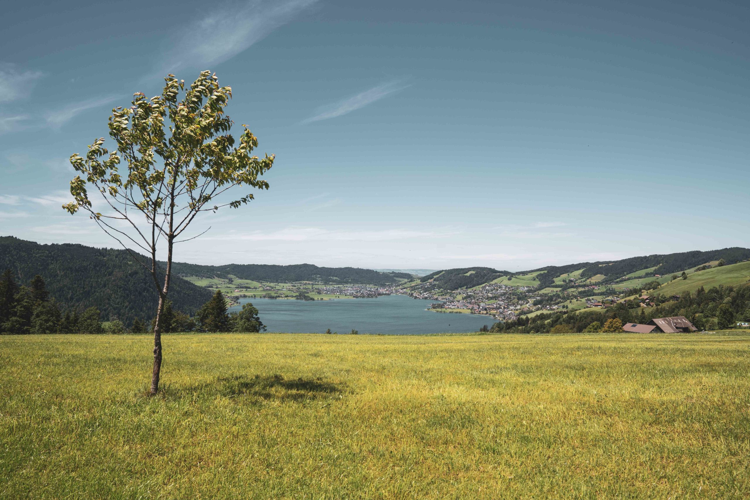 Baum