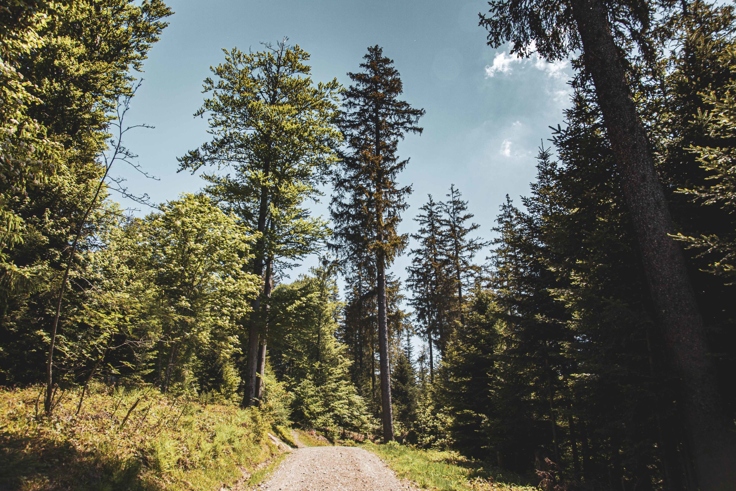 Wanderweg