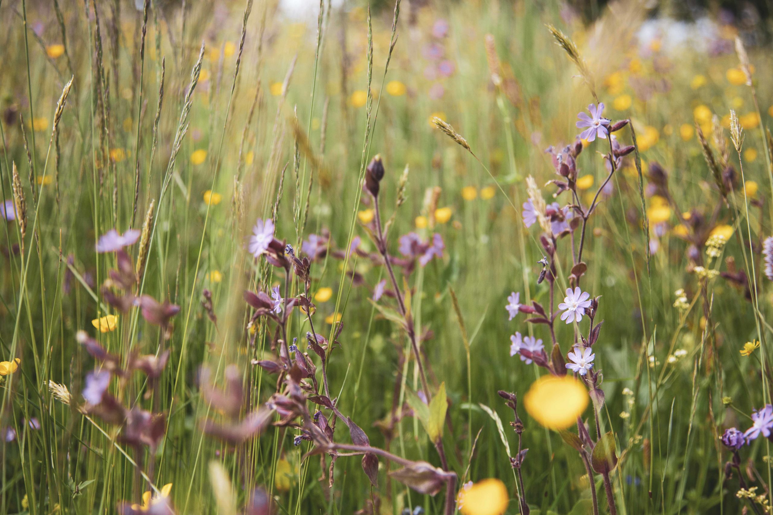 Blumenwiese