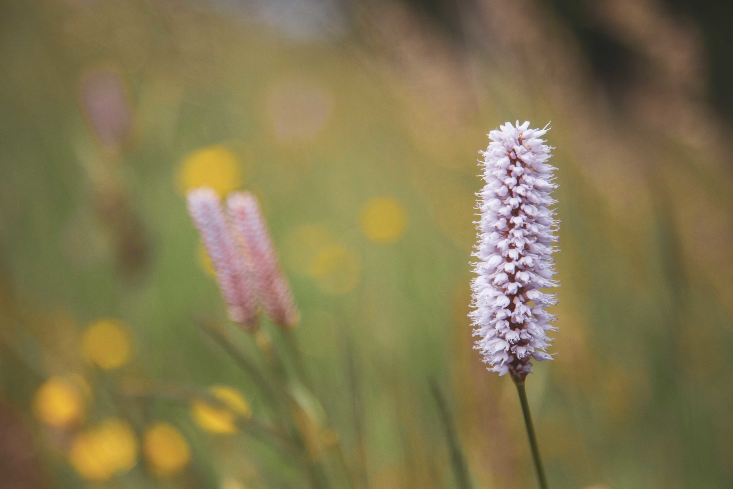 Blume